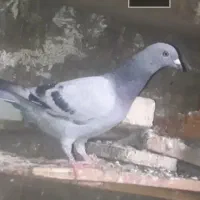 این کبوتر ۱۰ روز کسی خواست