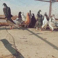 ۳۰ تا کفتر|پرنده|دشتابی, |دیوار