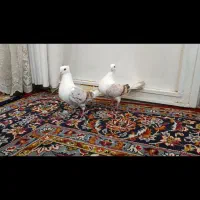 کبوتر|پرنده|خرم‌آباد, |دیوار