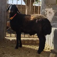 گوسفند گمشده