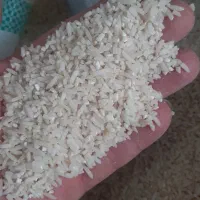 برنج هاشمی لاشه موتور درآمد پارساله
