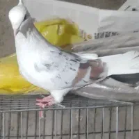 کبوتر خوشونه