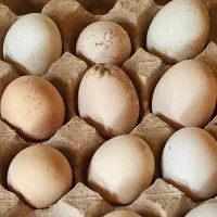 تخم نطفه دار