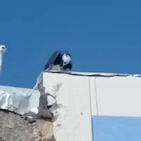 کبوتر پرشی|پرنده|رودشت (اصفهان), |دیوار