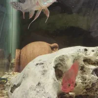 هفت عدد ماهی جهت معاوضه|ماهی|مهاجران, |دیوار