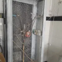 پرنده فنچ