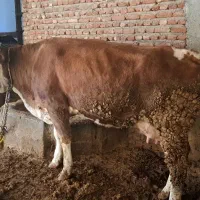 گاو سیمنتال