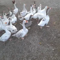 غاز طبیعی  محلی|حیوانات مزرعه|اردبیل, |دیوار