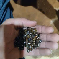 بذرلوبیاسبزامریکای|عمدهفروشی|بن, |دیوار