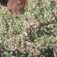 بره نر|حیوانات مزرعه|بلبان آباد, |دیوار