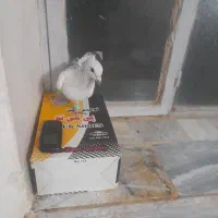 شامی پولکی تیزکنار نر کرمانی سرخ دمسفید نرهوای|پرنده|فرح دشت, |دیوار