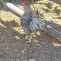 فروش مرغ و خروس و جوجه محلی|حیوانات مزرعه|ایوان, |دیوار