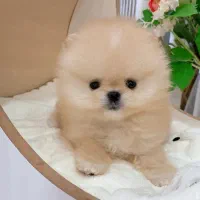 مالتیپوو|سگ|تهران, صادقیه|دیوار