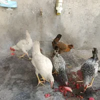 بارنی خروس