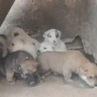 توله سگ|سگ|باشتین, |دیوار