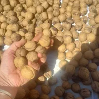 گردو|خوردنی و آشامیدنی|تهران, اتحاد|دیوار