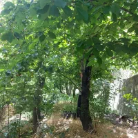 فشم باغگل