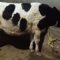گوساله نر در اردل