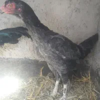 مرغ لاری|حیوانات مزرعه|قزوین, |دیوار