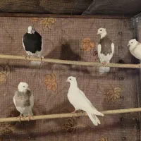 فروش کبوتر طوقی|پرنده|لامرد, |دیوار