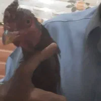 خروس لاری قدبلندوهیکلی