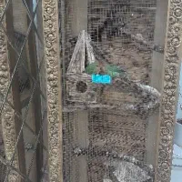 طوطی برزیلی