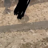 کبوتر پلاکی|پرنده|بندر گناوه, |دیوار