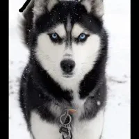 واگذاری سگ هاسکی چشم یخی