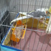 سینامون|پرنده|بهبهان, |دیوار