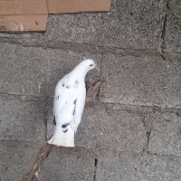 کبوتر آس|پرنده|رشت, پسیخان|دیوار