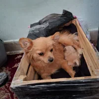 سگ پامراین ماده همراه توله|سگ|شهر بابک, |دیوار