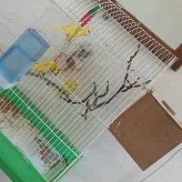 مرغ عشق  پروانه ای