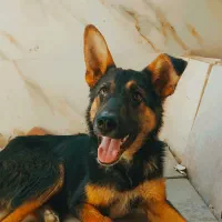 توله سگ نگهبان|سگ|رباط‌کریم, نصیرشهر|دیوار