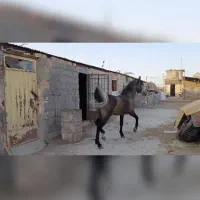 نریان سردم گیر|اسب و تجهیزات اسب‌سواری|برخوار, |دیوار