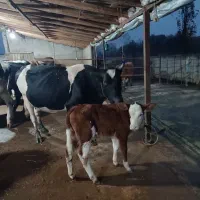 گاو دو رگ با گوساله