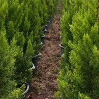 لاوسون سطل نیم زباله|خدمات باغبانی و درختکاری|تنکابن, |دیوار