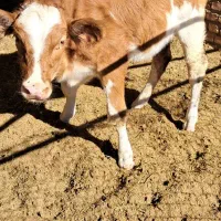 گوساله|حیوانات مزرعه|خوسف, |دیوار