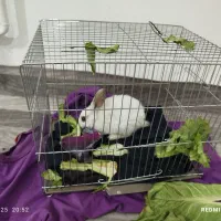 خرگوش|موش و خرگوش|ساوه, |دیوار