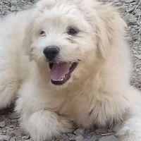 سگ پوماپو. میکس پودل و پامرین