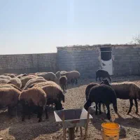 دامداری مخصوص گوسفند ۵۰۰متری|اجارهٔ دفتر صنعتی، کشاورزی، تجاری|اصفهان, قهجاورستان|دیوار