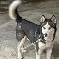 سگ هاسکی
