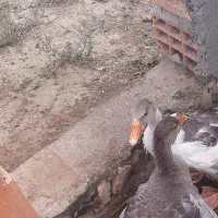 معاوضه دو غاز با اردک اسرائیلی