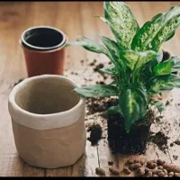 تعویض گلدان و خاک گل و گیاه و نهال و درخت|خدمات باغبانی و درختکاری|فلاورجان, |دیوار