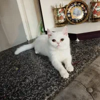 گربه