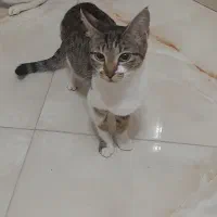 ۲ عدد بچه گربه و مادرشون|گربه|کرمانشاه, |دیوار