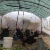 بوقلمون محلی