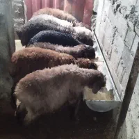 فروش گوسفند خوراک‌خور  این گاو میخوره تماس لطفاً