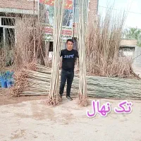 فروش تخصصی نهال