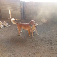 واگذاری سه غلاده سگ|سگ|شاهرود, |دیوار