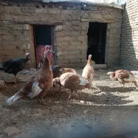 بوقلمون فروشی